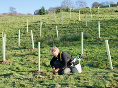 Person planting trees on hillside