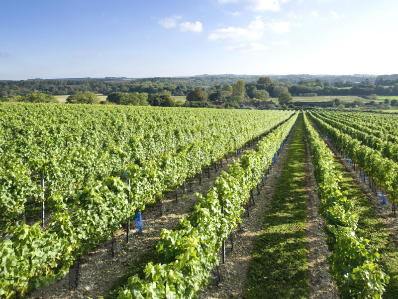 Vineyard Manager