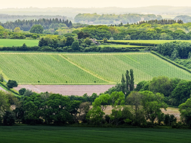 Operations & Hospitality Administrator, Carvers Hill Estate